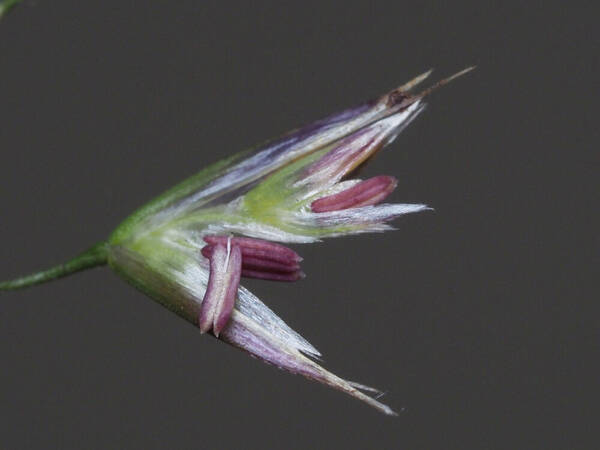 Deschampsia nubigena Spikelets