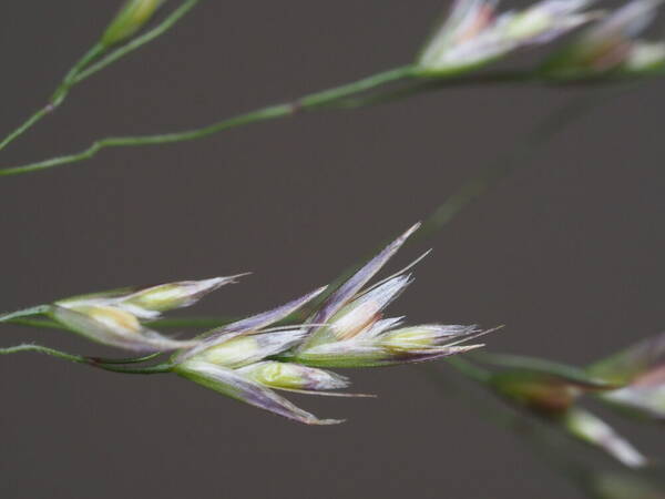 Deschampsia nubigena Spikelets