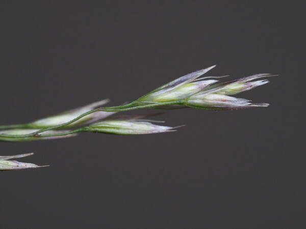 Deschampsia nubigena Spikelets