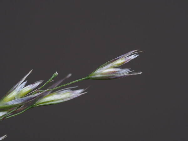 Deschampsia nubigena Spikelets