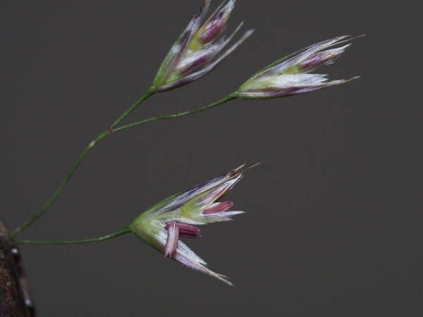 Deschampsia nubigena Spikelets