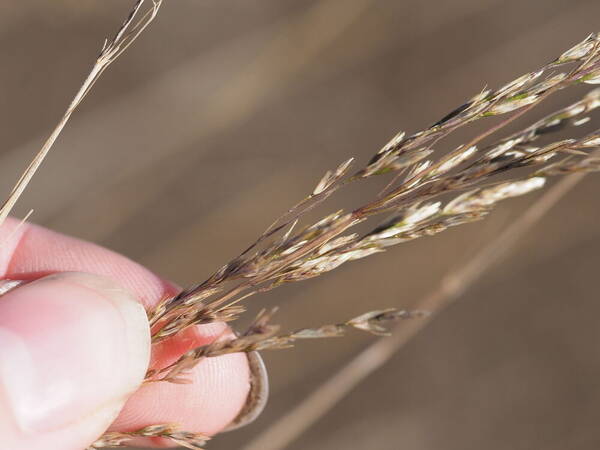 Deschampsia nubigena Spikelets