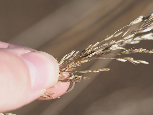 Deschampsia nubigena Spikelets