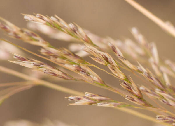 Deschampsia nubigena Spikelets