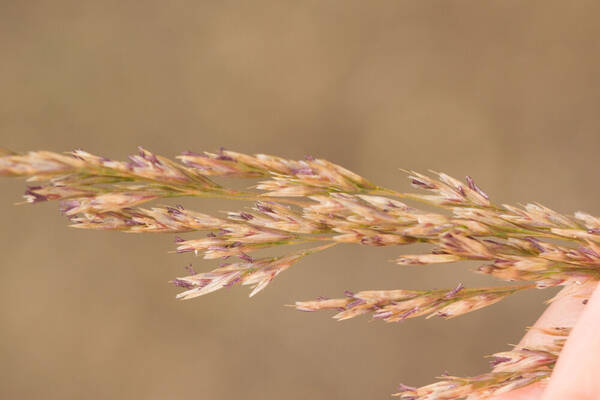 Deschampsia nubigena Spikelets