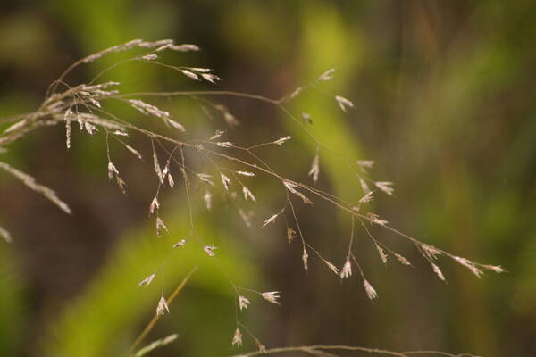 Deschampsia nubigena Spikelets