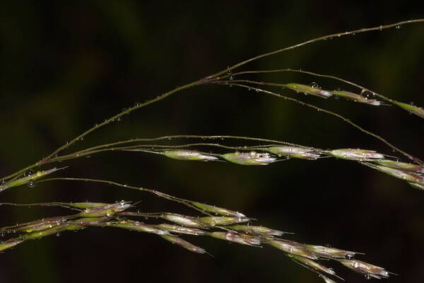 Deschampsia nubigena Spikelets