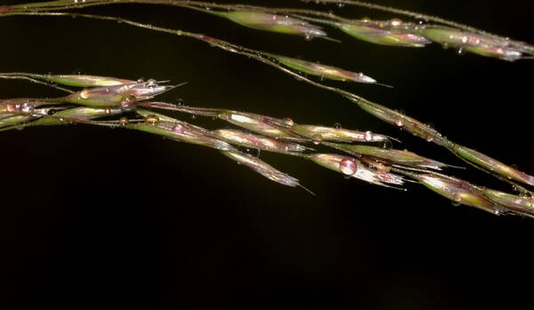 Deschampsia nubigena Spikelets