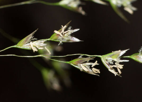 Deschampsia nubigena Spikelets