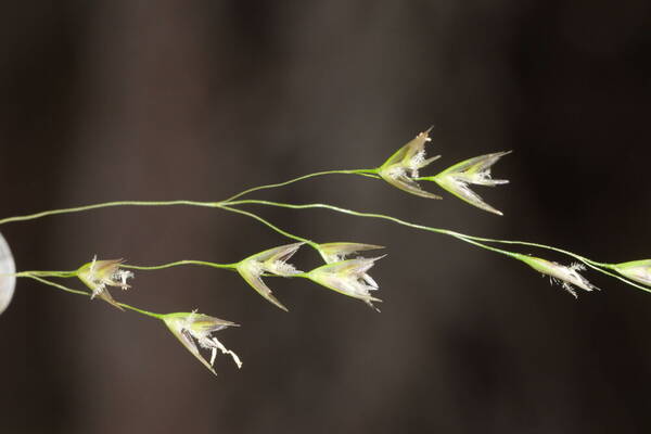 Deschampsia nubigena Spikelets