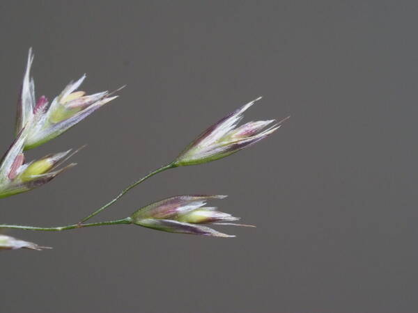 Deschampsia nubigena Spikelets