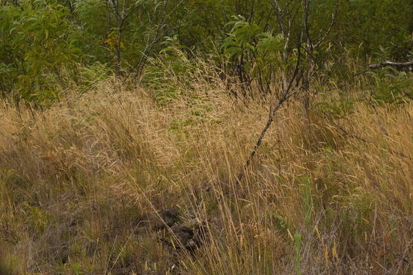 Deschampsia nubigena Habit