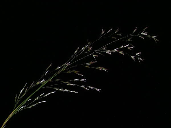 Deschampsia nubigena Inflorescence