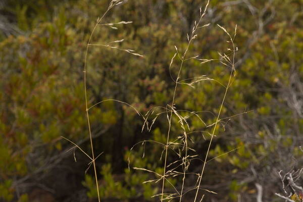 Deschampsia nubigena Inflorescence