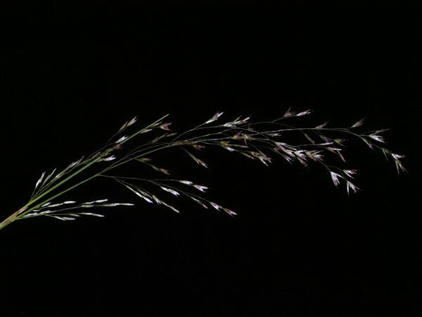 Deschampsia nubigena Inflorescence