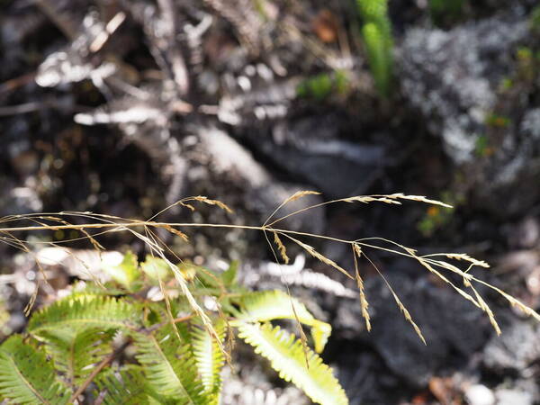 Deschampsia nubigena Inflorescence