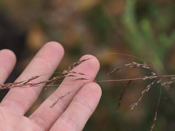 Deschampsia nubigena Inflorescence