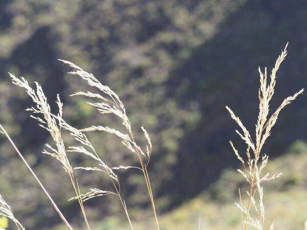 Deschampsia nubigena Inflorescence