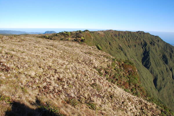 Deschampsia nubigena Landscape