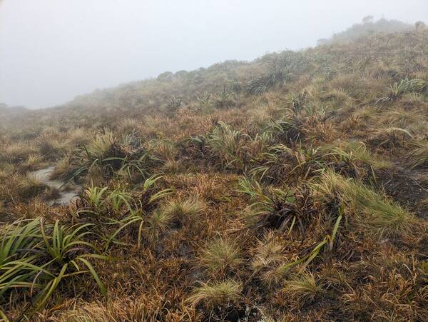 Deschampsia nubigena Landscape