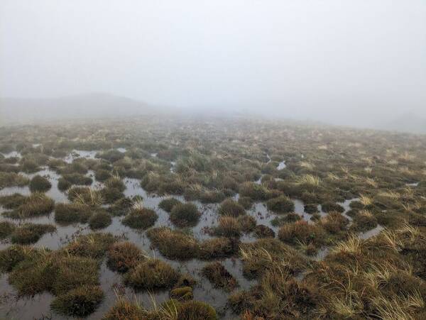 Deschampsia nubigena Landscape