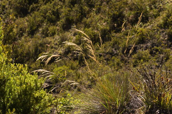 Deschampsia nubigena Plant