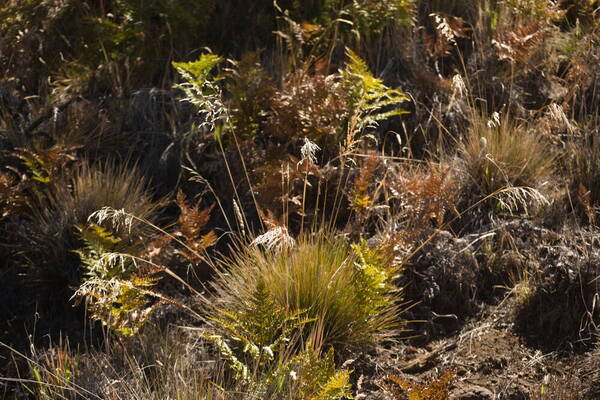 Deschampsia nubigena Plant