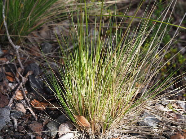 Deschampsia nubigena Plant