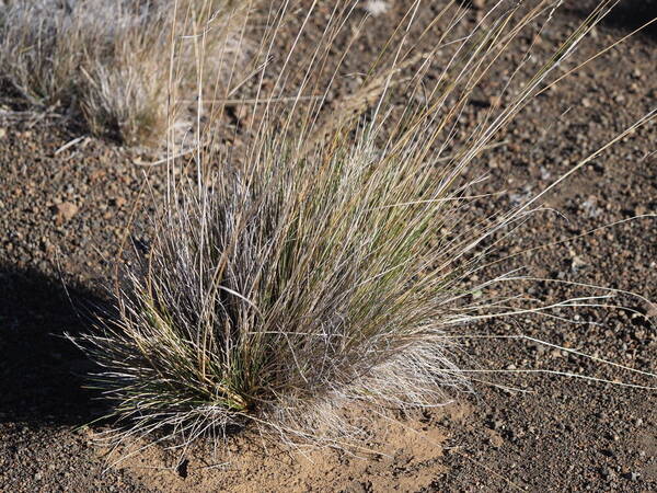 Deschampsia nubigena Plant