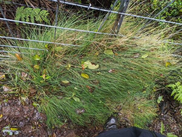 Deschampsia nubigena Plant