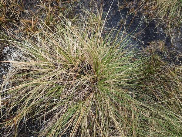 Deschampsia nubigena Plant