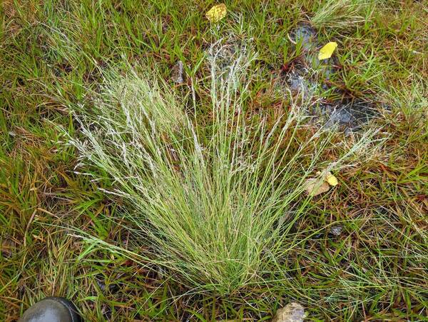 Deschampsia nubigena Plant