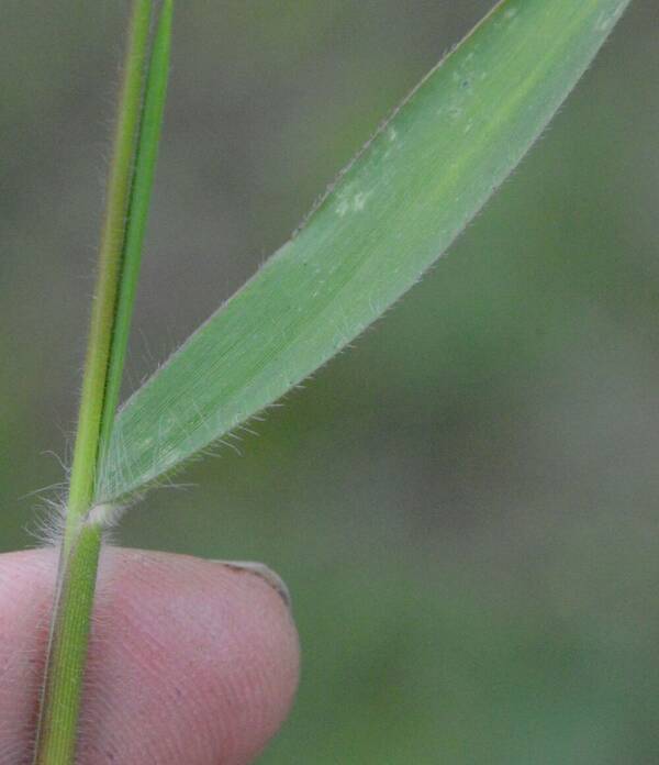 Dichanthelium acuminatum Collar