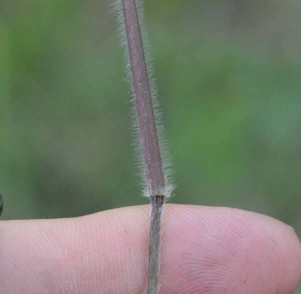 Dichanthelium acuminatum Collar