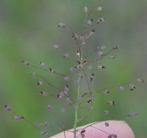 Dichanthelium acuminatum Inflorescence