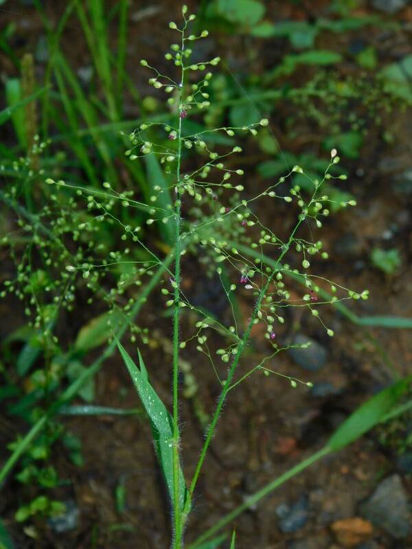 Dichanthelium acuminatum Inflorescence