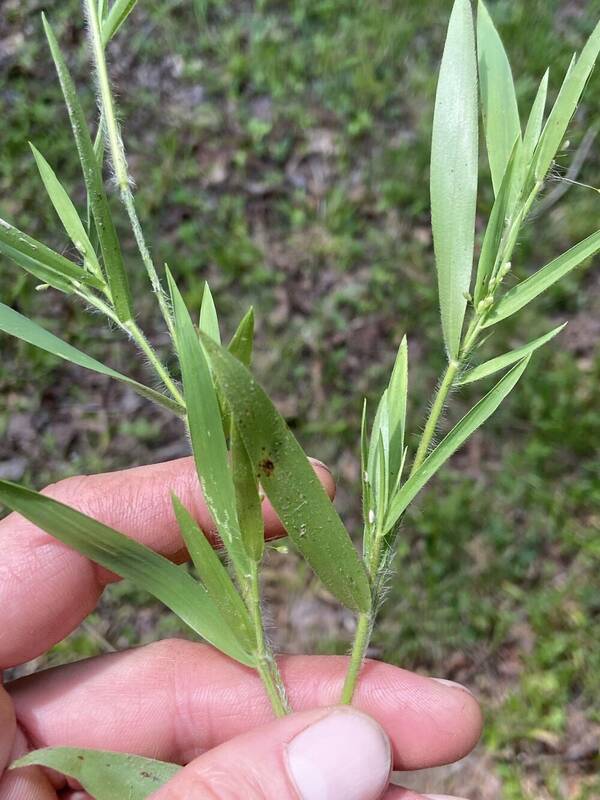 Dichanthelium acuminatum Plant