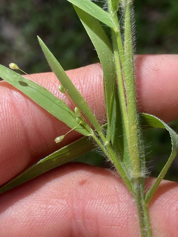 Dichanthelium acuminatum Plant