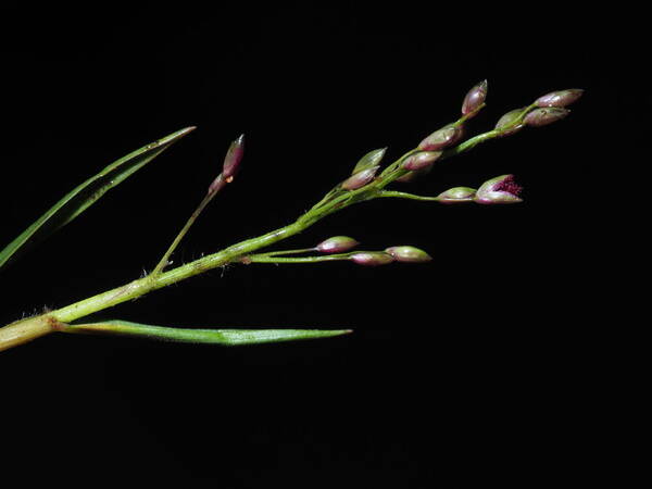 Dichanthelium cynodon Inflorescence