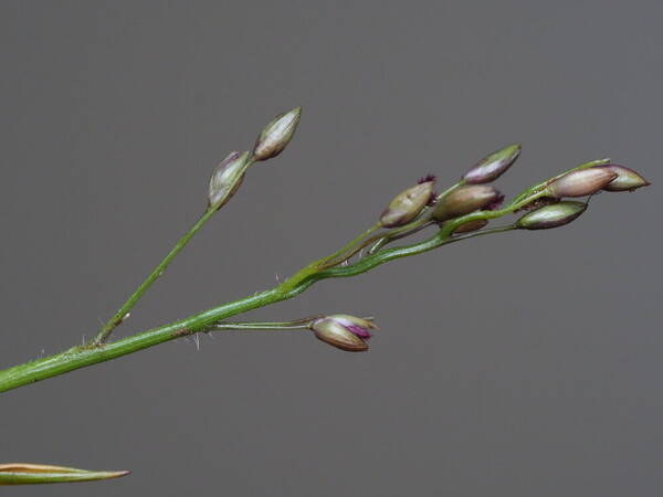 Dichanthelium cynodon Inflorescence