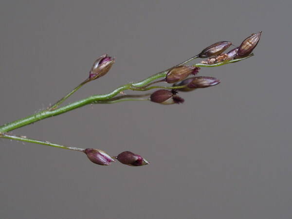 Dichanthelium cynodon Inflorescence