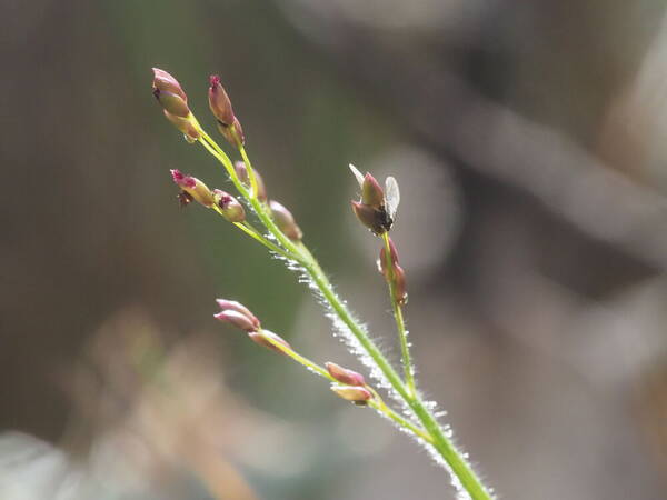 Dichanthelium cynodon Inflorescence