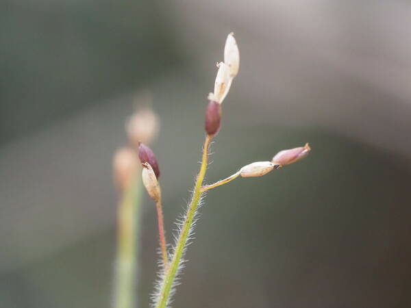 Dichanthelium cynodon Inflorescence