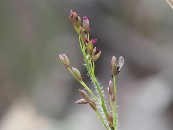 Dichanthelium cynodon Inflorescence