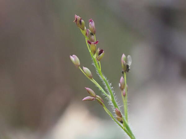 Dichanthelium cynodon Inflorescence