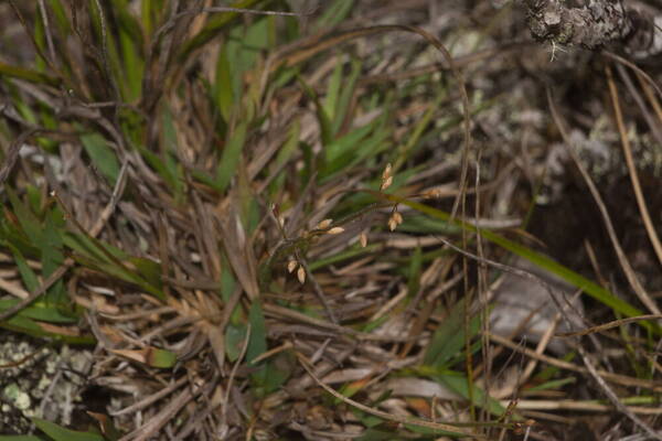 Dichanthelium cynodon Inflorescence