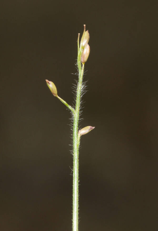 Dichanthelium cynodon Inflorescence