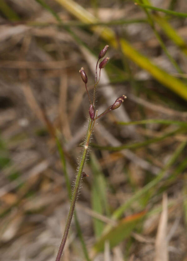 Dichanthelium cynodon Inflorescence