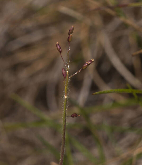 Dichanthelium cynodon Inflorescence