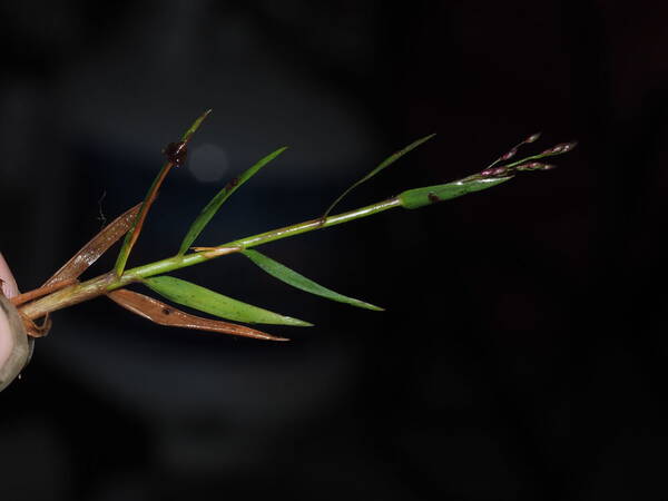 Dichanthelium cynodon Inflorescence